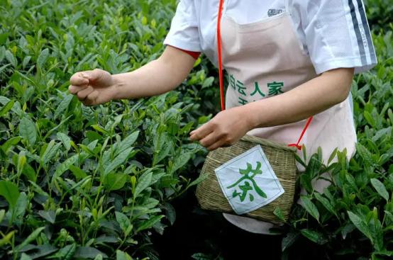 鍓嶆鏃堕棿姣旇緝鐐掍綔寰堢伀鐨勮尪,杩戜袱骞寸伀璧锋潵鐨勮尪