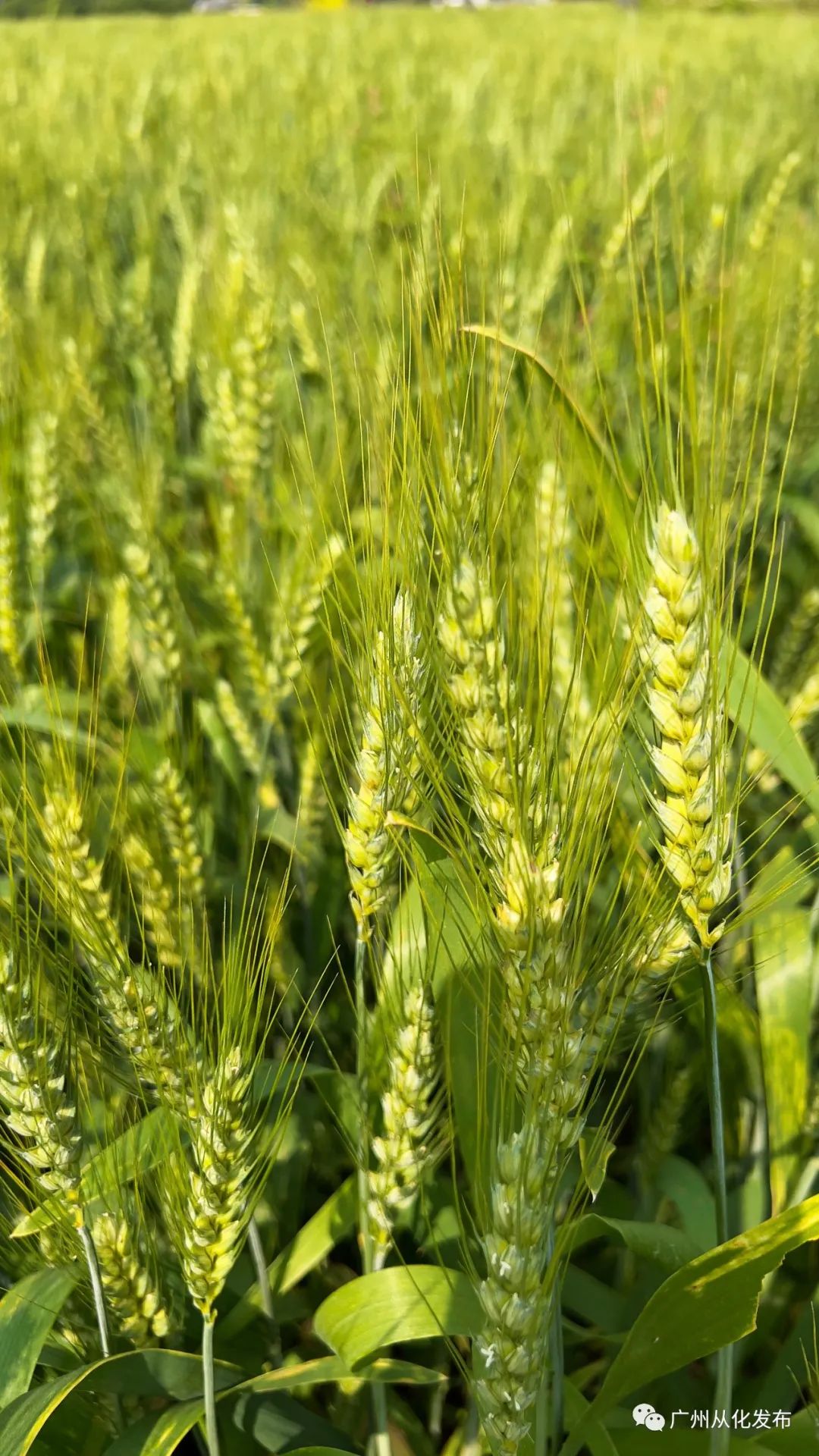 两人从化两天一夜游玩攻略,去从化玩的攻略