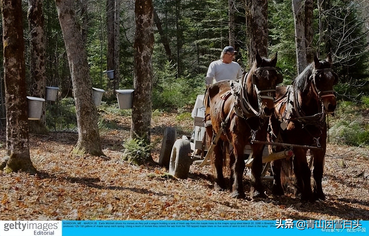 种啥树一亩竟赚10多万,一亩地种60棵树的株距和行距