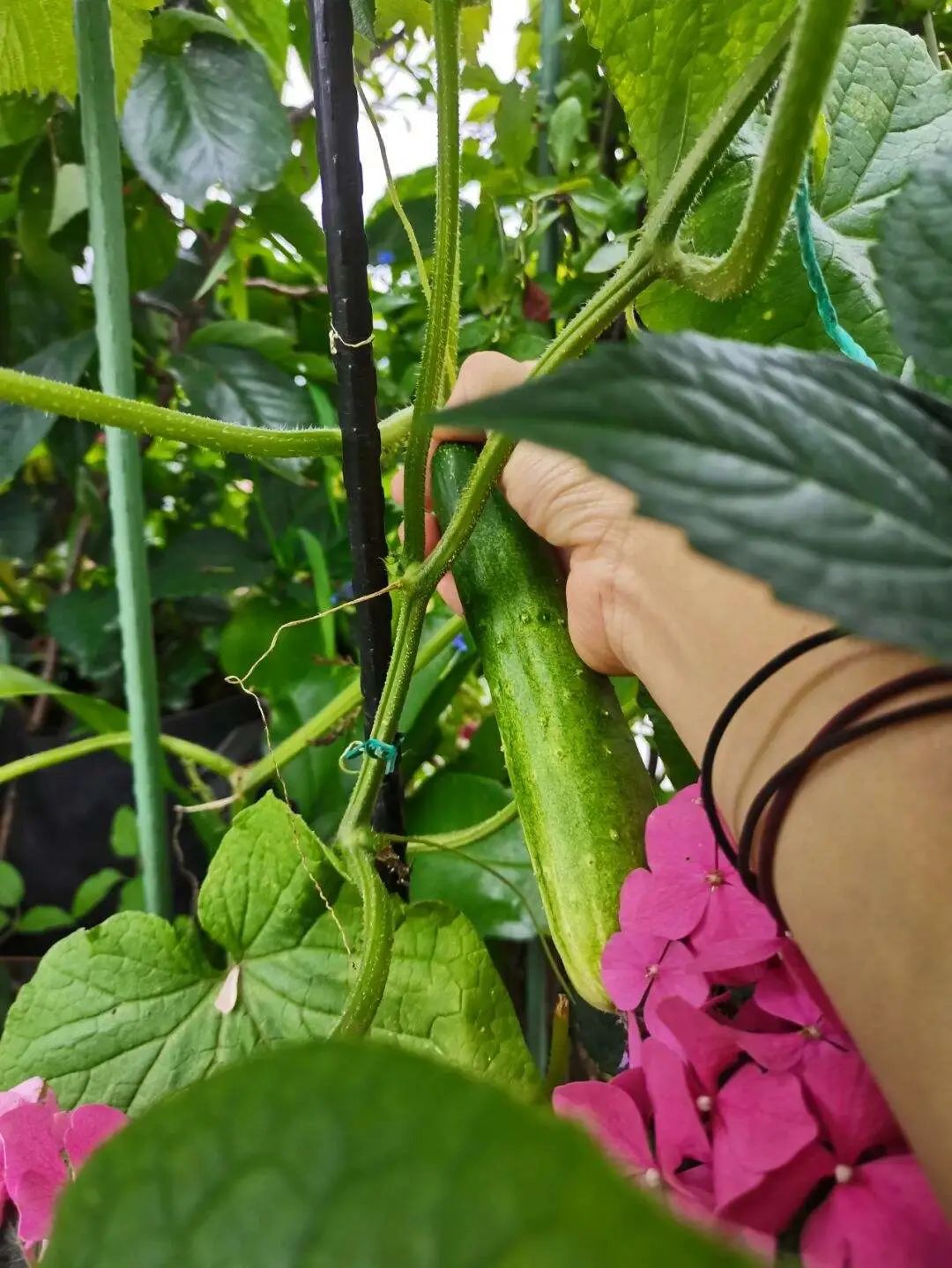 种的小黄瓜长势喜人,家庭观赏可爱小黄瓜种植