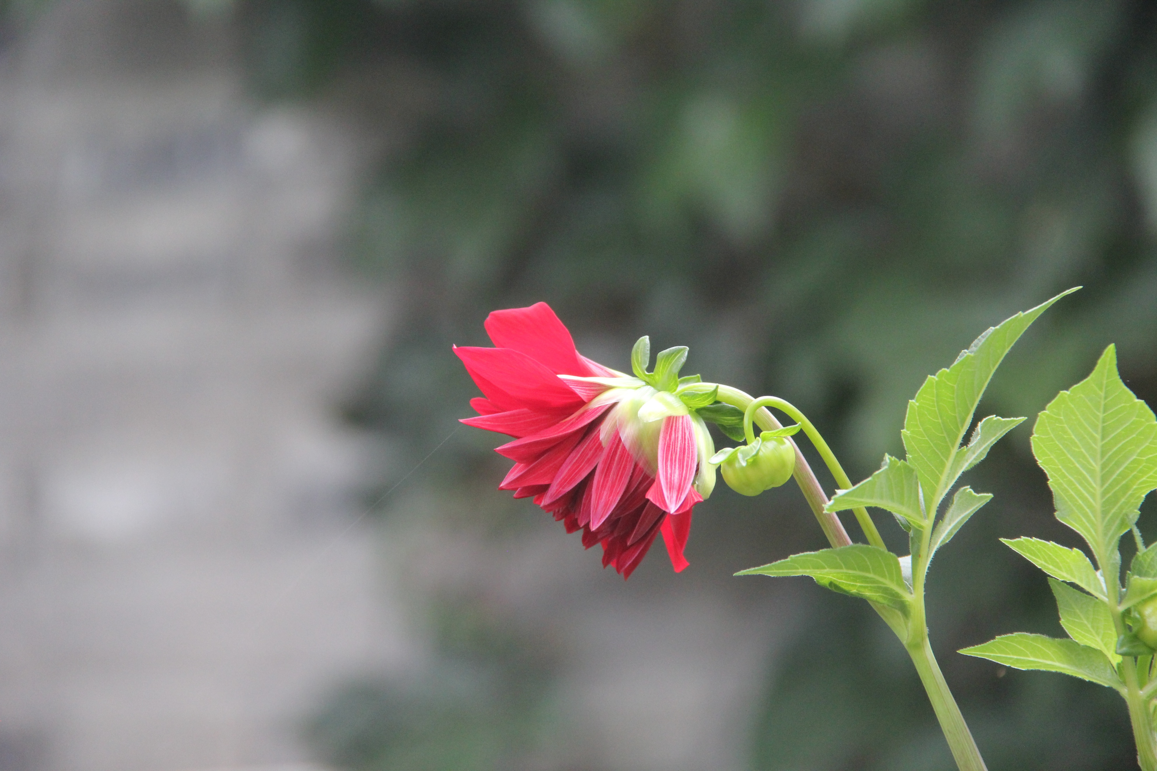 巴山夜雨古诗朗诵,巴山夜雨李商隐古诗朗读