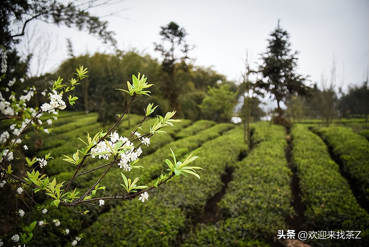 315茶叶骗局揭秘视频,现在买茶的新骗局是什么