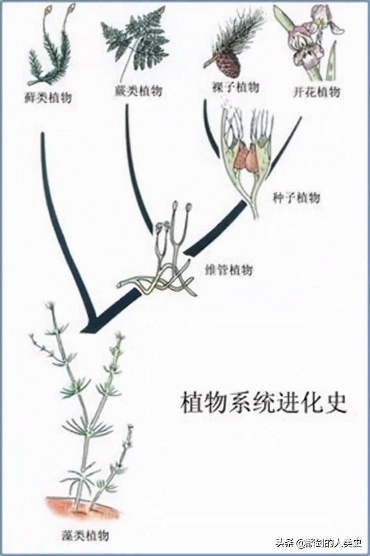 地球生物全系列植物篇,地球生物进化史植物