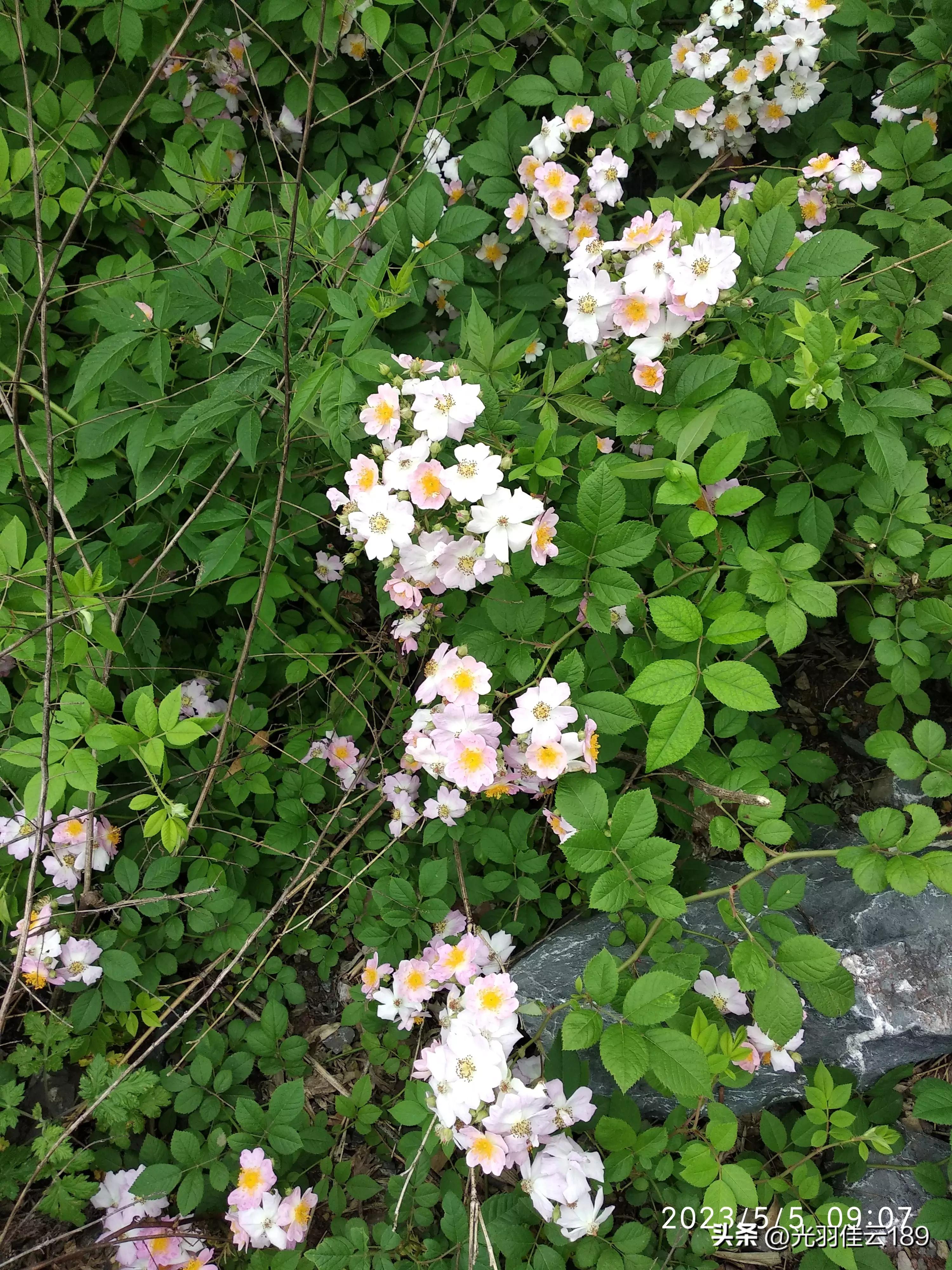 积思顿释的典故,积思顿释意味什么