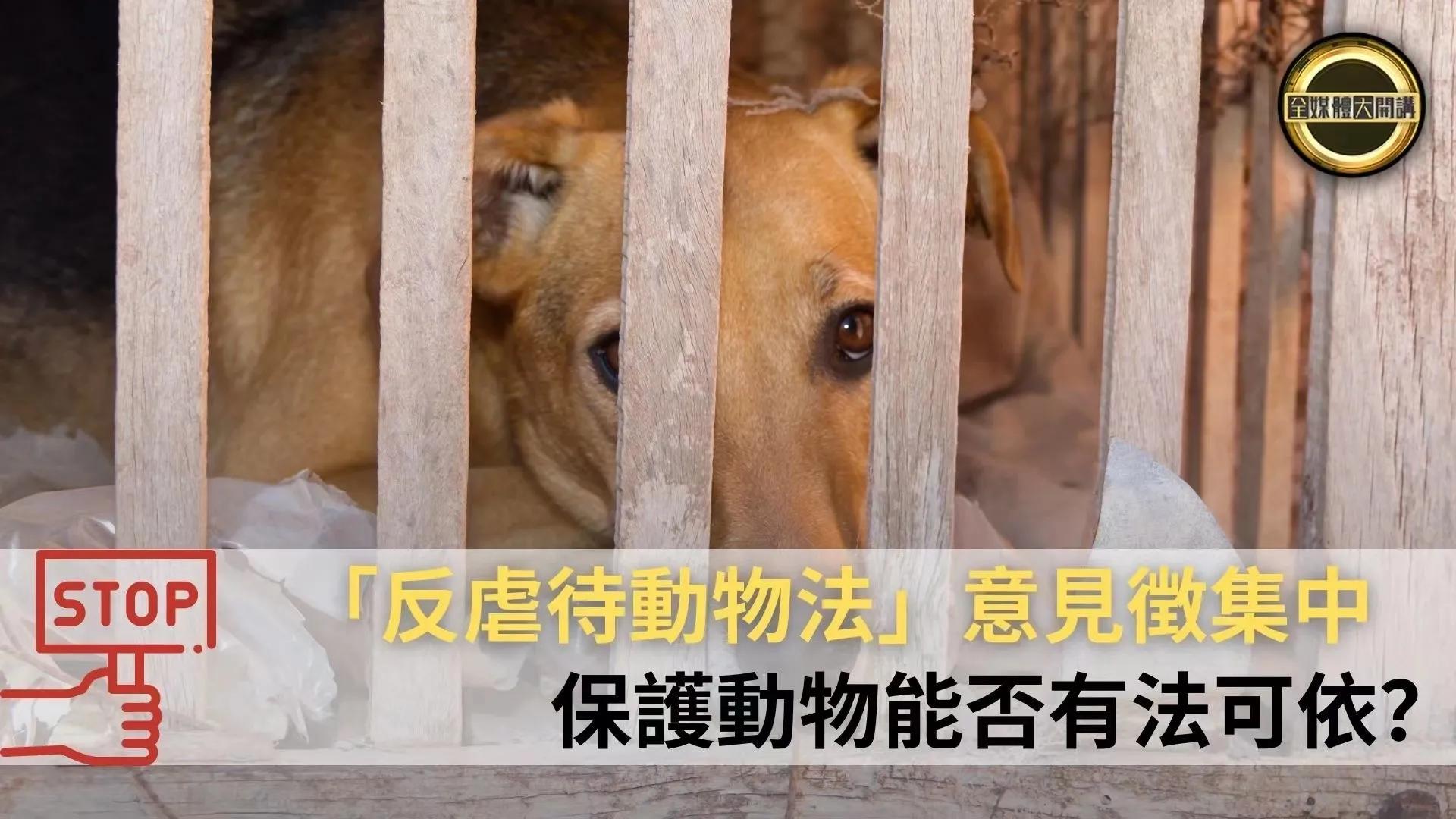 杰克辣条再次虐猫事件点评,虐猫网红杰克辣条公开道歉