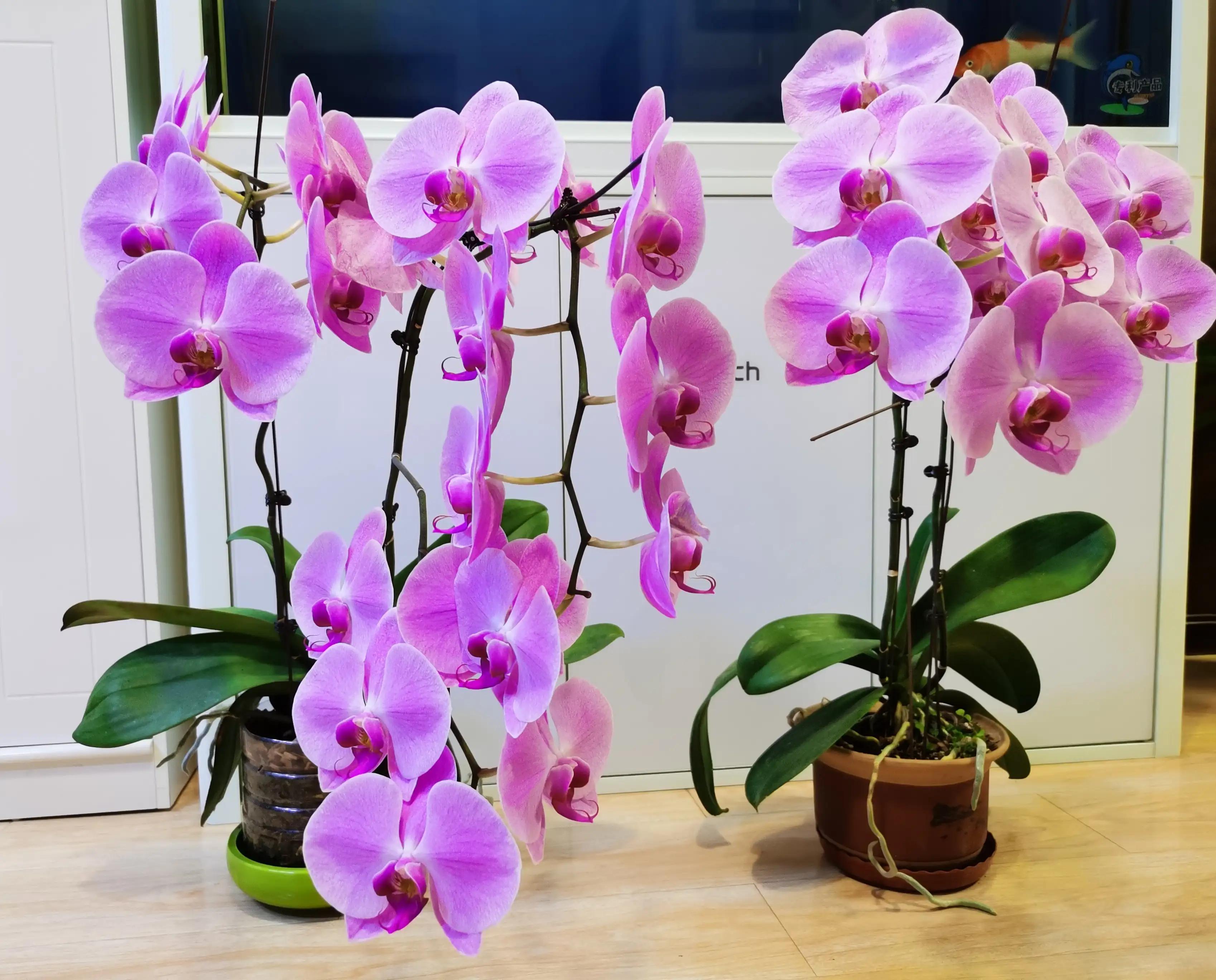 粉黛佳人水仙,紫水仙图片大全