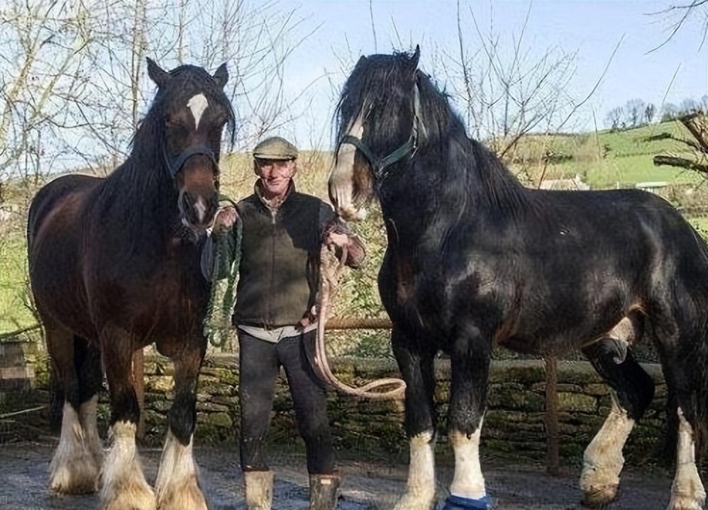 世界上载重最大的马,体型最大的马有多高