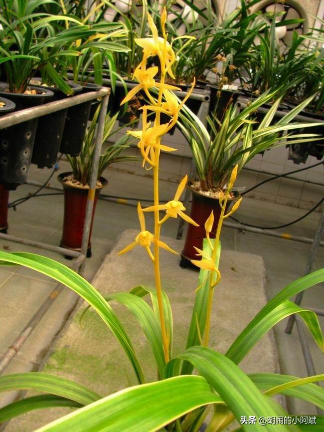 “兰为王者香，芬馥清风里”，这种兰花，浓香四溢，一朵香满屋