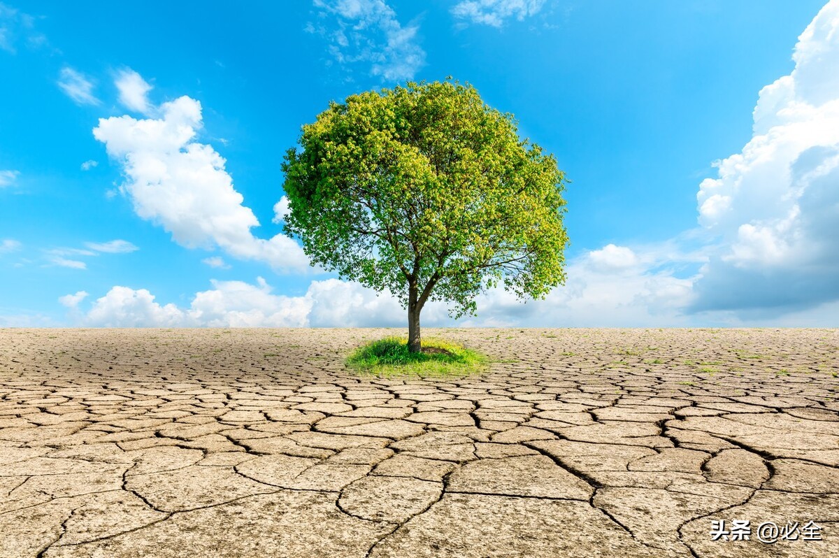 苗木抗旱最佳方法,苗木栽植灌溉方法