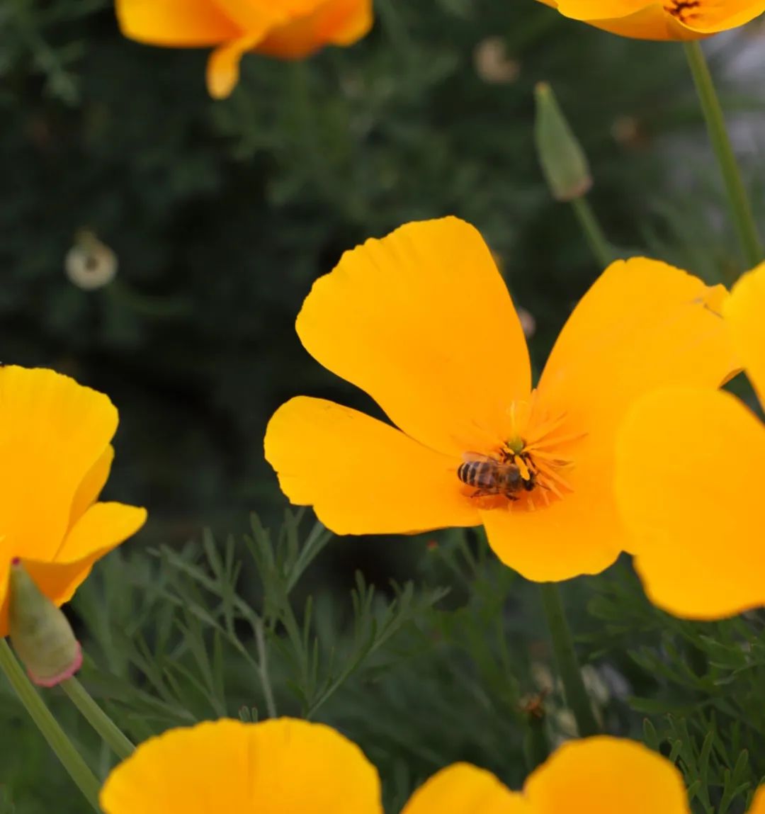 5·19幸福旅程从保山开始丨五一游腾冲,绝美栖花岭:天空之伞+千亩花海+粉色沙滩+福利