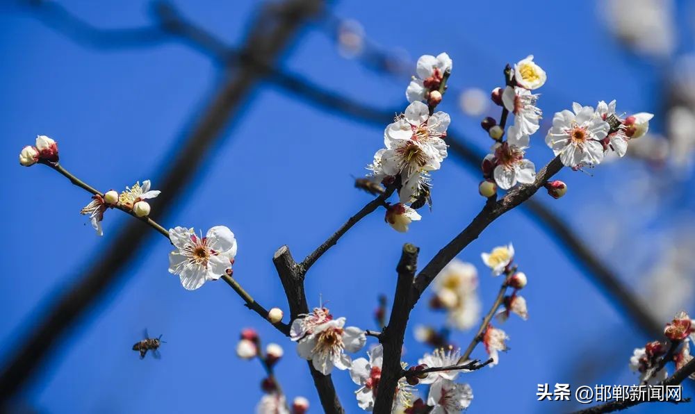 邯郸电动车最新政策,邯郸严查电动车的最新通告