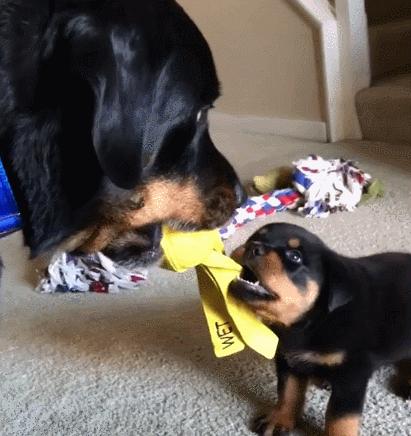 农村最适合看家护院的土狗,什么狗镇宅又好养