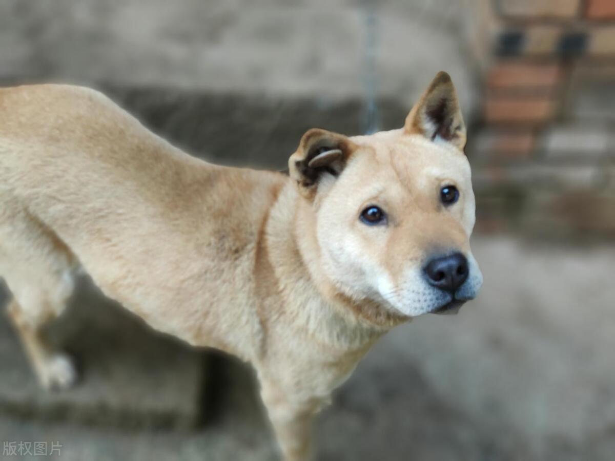 本地土狗哪些品种比较过大众一点,中国土狗都有哪些