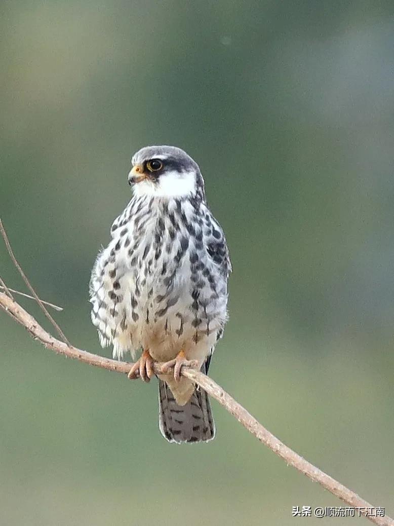 红脚隼叫声,红脚隼