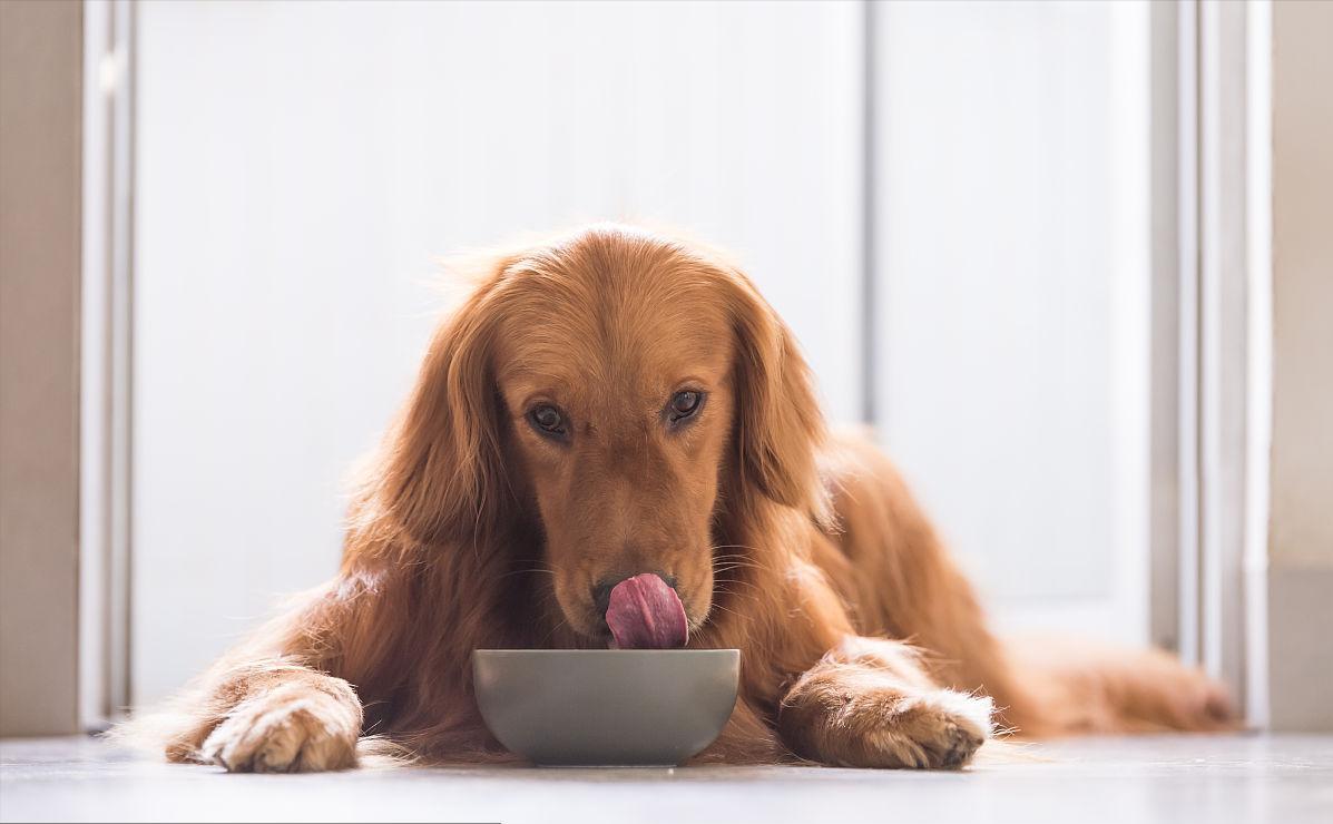 狗狗泪痕怎么消灭最快,狗狗泪痕用什么能擦掉小妙招