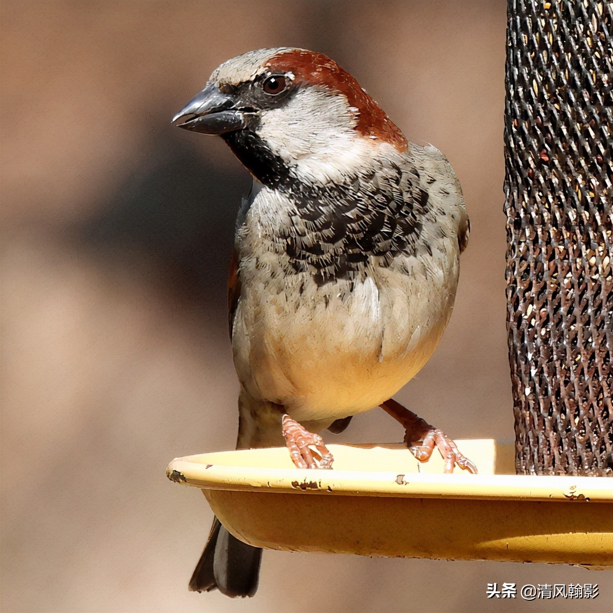尼康p950拍产品怎么样,拍鸟一定要买大炮筒吗