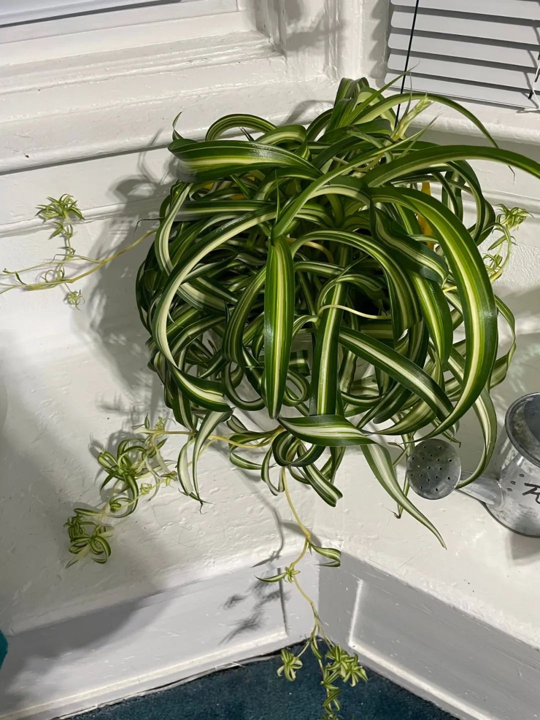 好养活且好看的室内绿植,好养的高颜值室内绿植有哪些