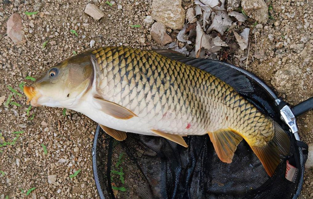 钓鱼打窝技巧钓鲫鱼,钓鱼打窝和饵料搭配比例