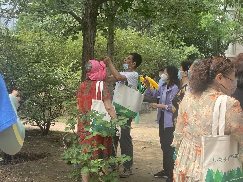 白蛾周氏啮小蜂,美国白蛾天敌是什么蜂