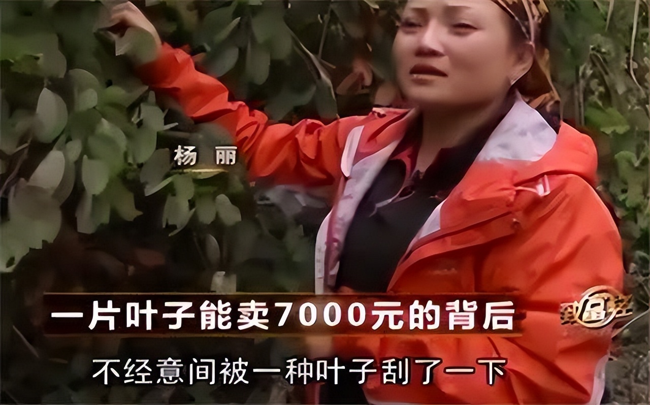 2013年，贵州女子把一片“树叶”卖到7000元，靠树叶年赚上千万