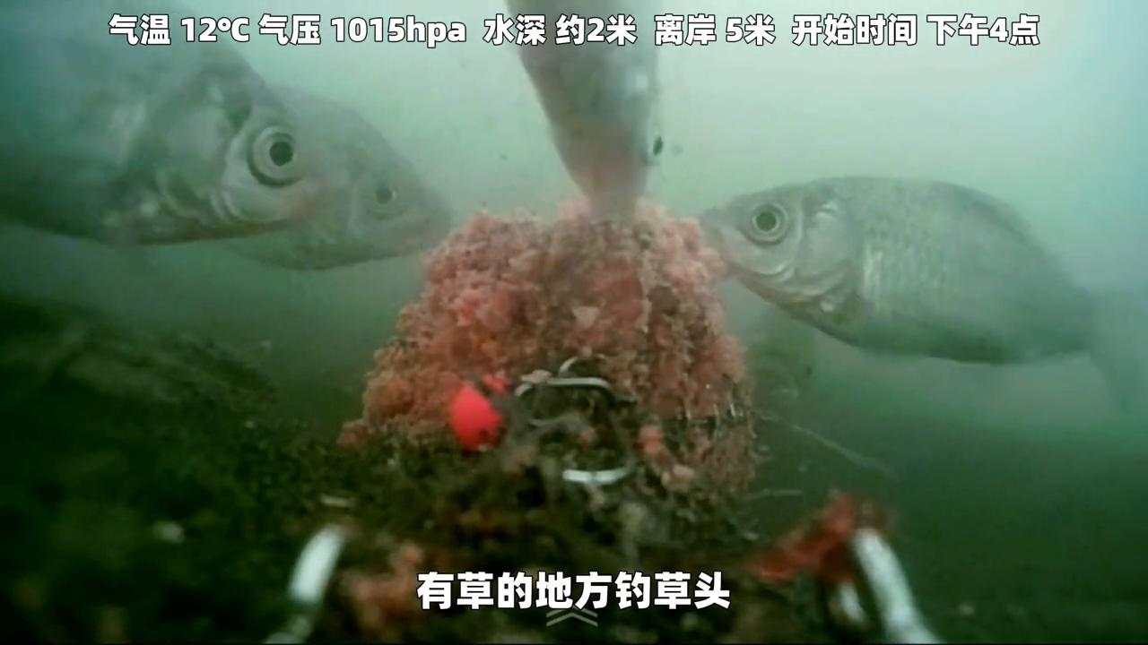 钓鱼王地狱猫饵料怎么搭配,地狱猫鱼饵罗非鱼效果怎么样