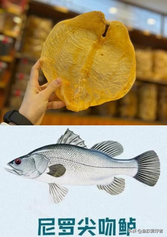 鱼胶的种类及对应图片,鱼胶的种类大全