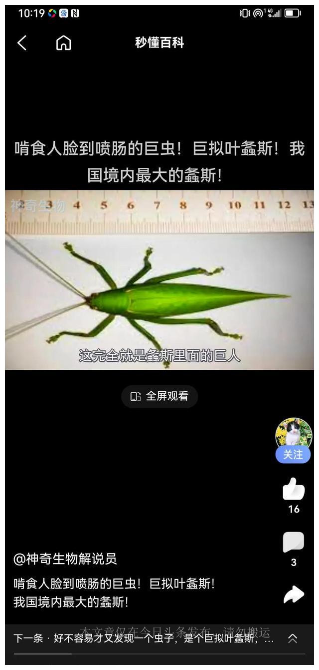 巨拟叶螽有铁线虫吗,巨拟叶螽是国家几级保护动物