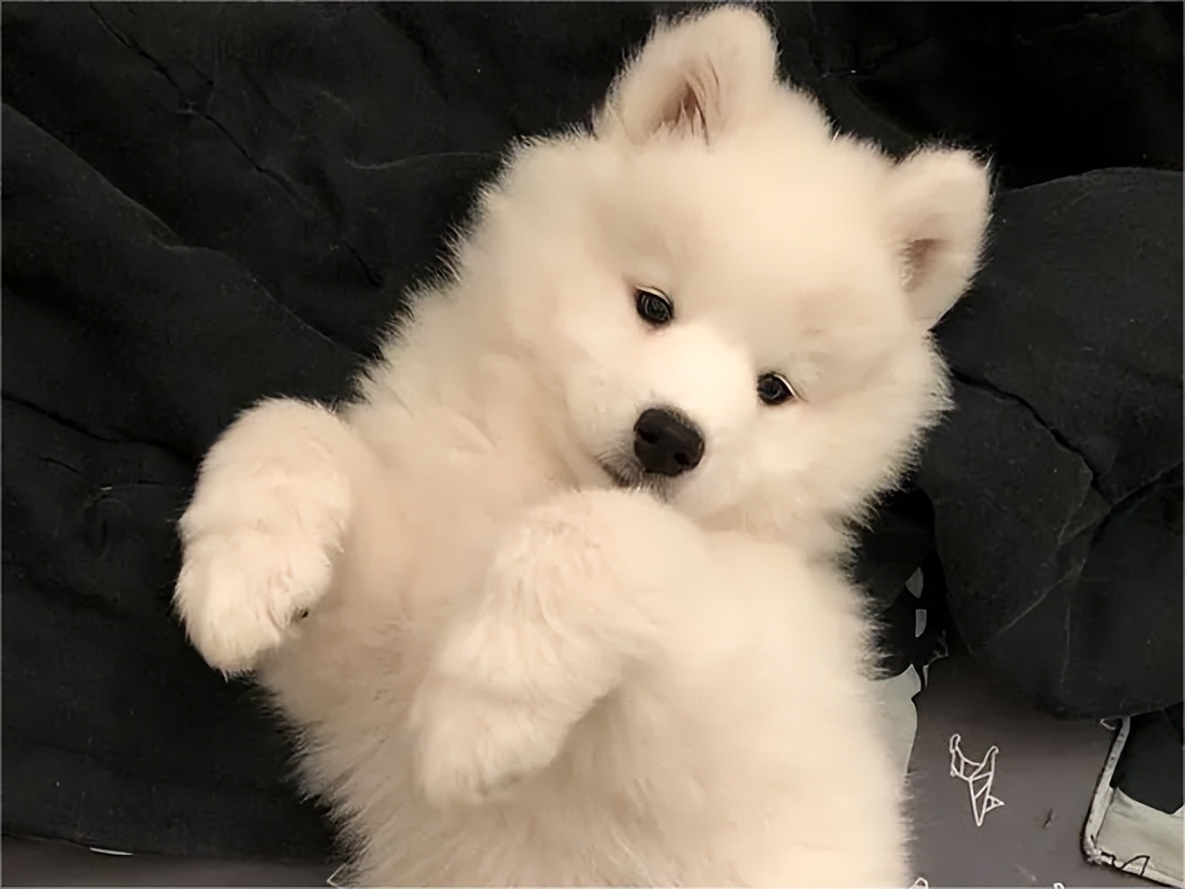 普安特宠物药消炎药,普安特宠物药怎么样