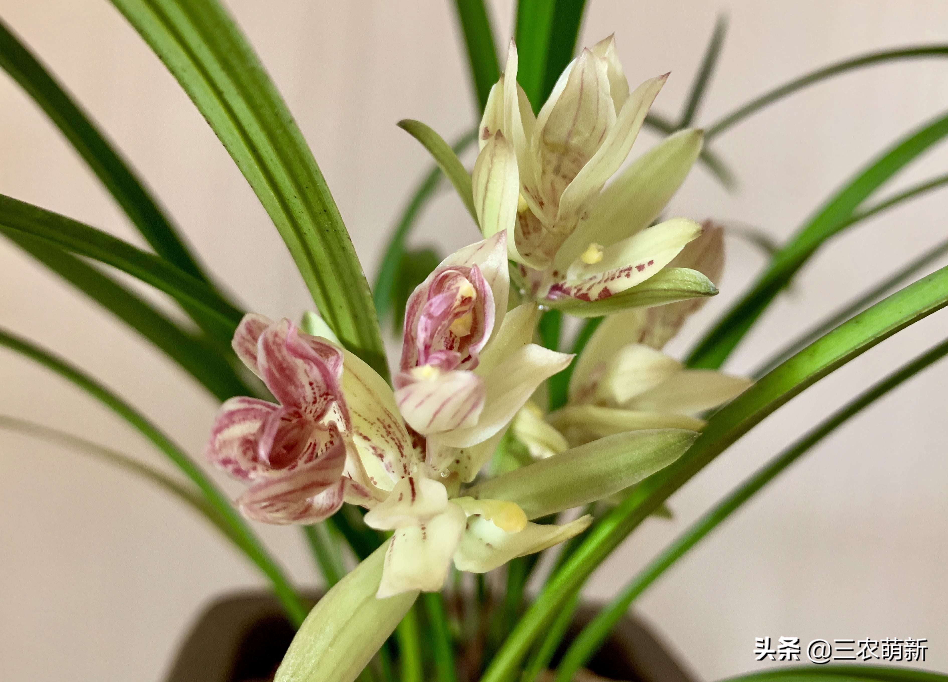 什么样的兰花好养并且花好看且香,兰花哪个品种好活好养又好看