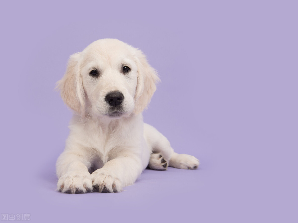 狗狗换牙时怎么治疗,狗狗在换牙期间不吃狗粮怎么办