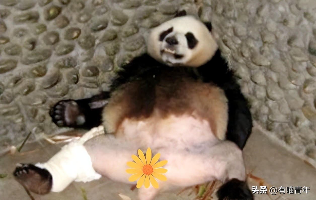 盘点网红大熊猫搞笑场面,大熊猫一摔成名