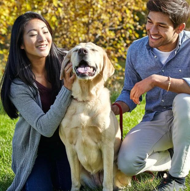 养狗首选这7种狗不贵又好养,新人养狗首选什么狗