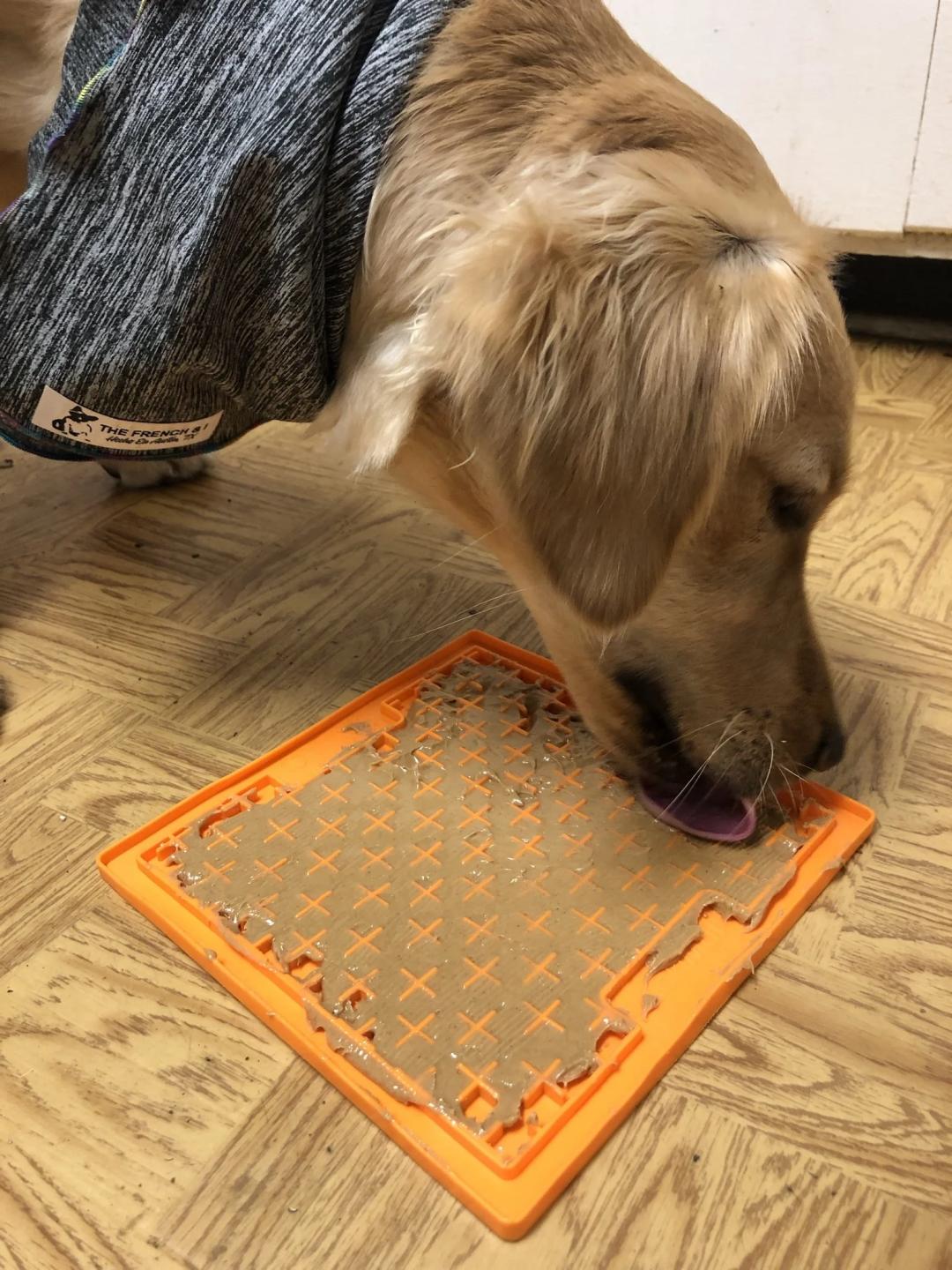 猫狗太臭了怎么办,为什么猫狗夏天不热