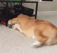 如何挑小狗不会挑到病狗,狗市挑狗的注意事项