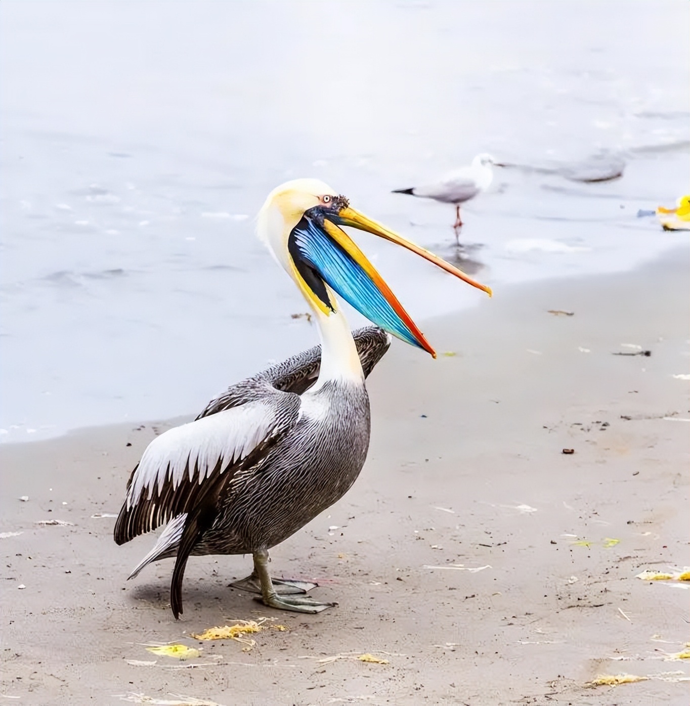鹈鹕吃长颈鹿动画版,鹈鹕咬长颈鹿