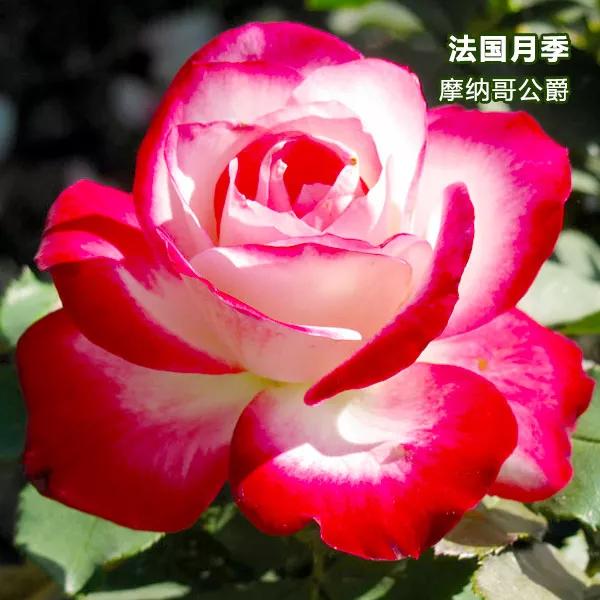 月季品种醉花,月季品种大全及图片欣赏