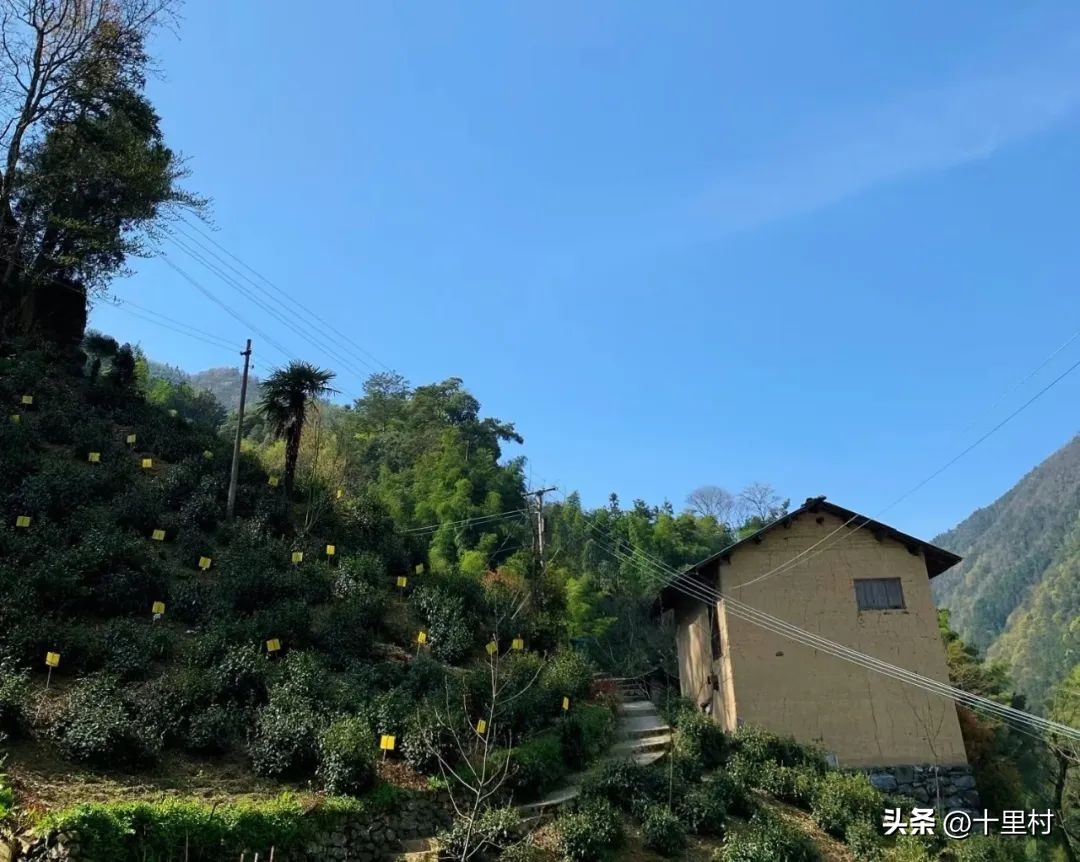 揭露卖茶叶如何5年赚1万亿,卖茶叶15天能赚多少钱