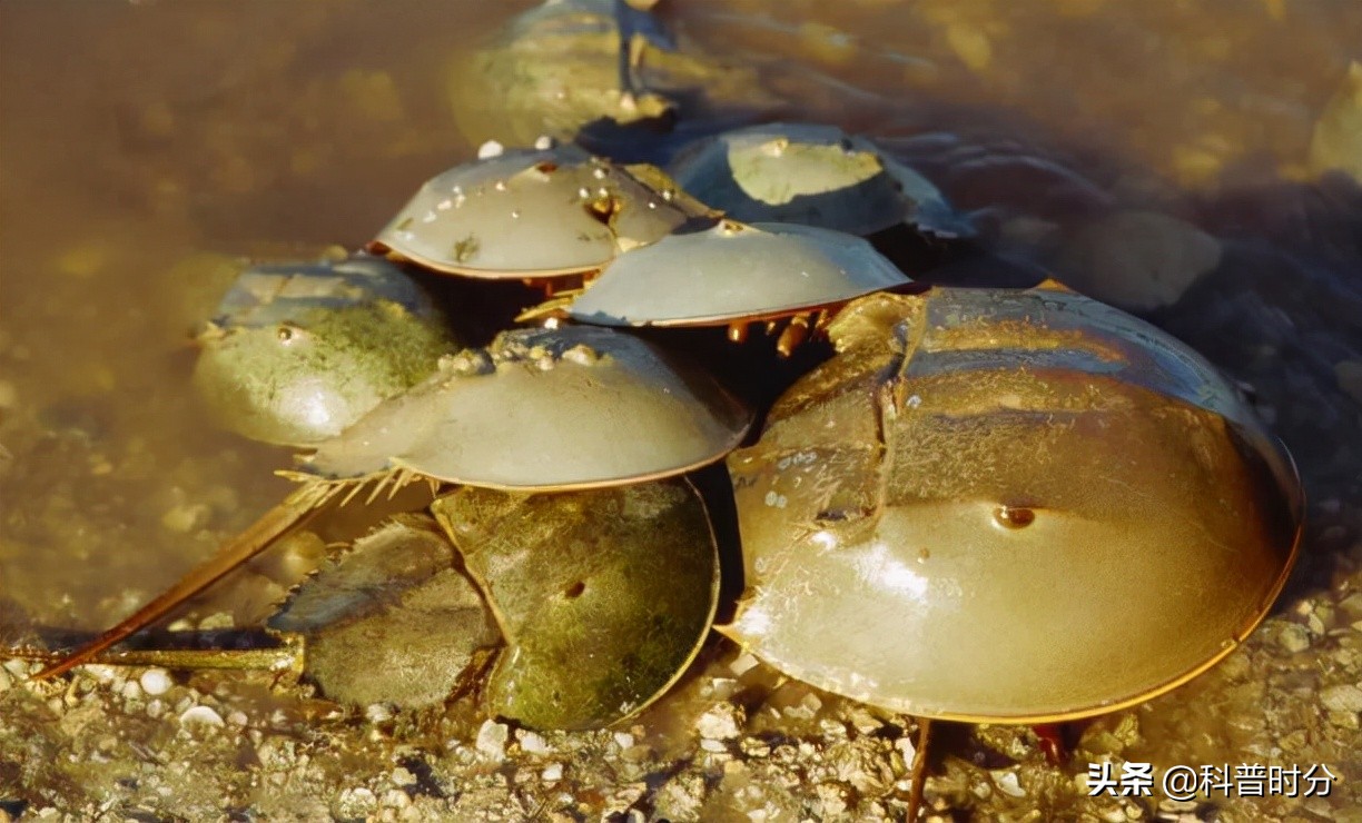 4亿岁生物被疯狂抽血,4亿多年蓝色血液引人类陷入绝境