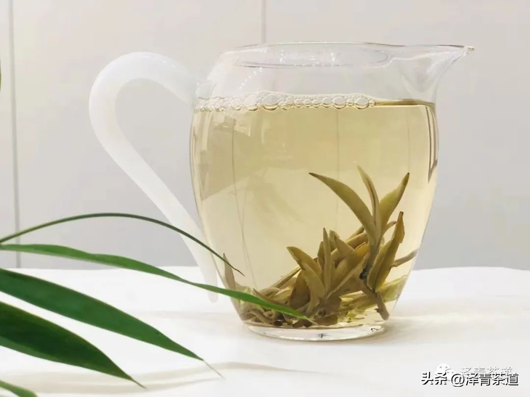 倚邦曼松贡茶图片大全,走遍万千山水