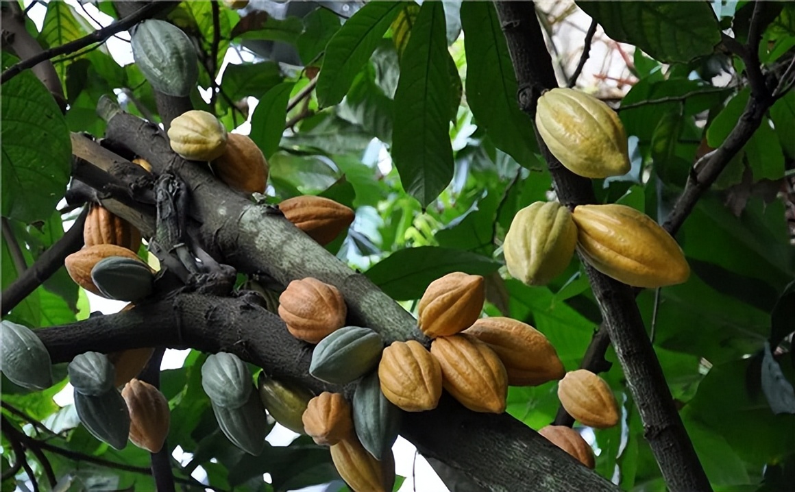 17世纪西班牙对可可日益增长的需求，巧克力成为日常饮食的一部分