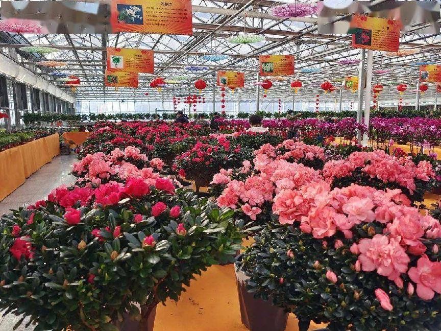 盆栽花卉在哪里买比较好,花卉市场购买盆栽避坑