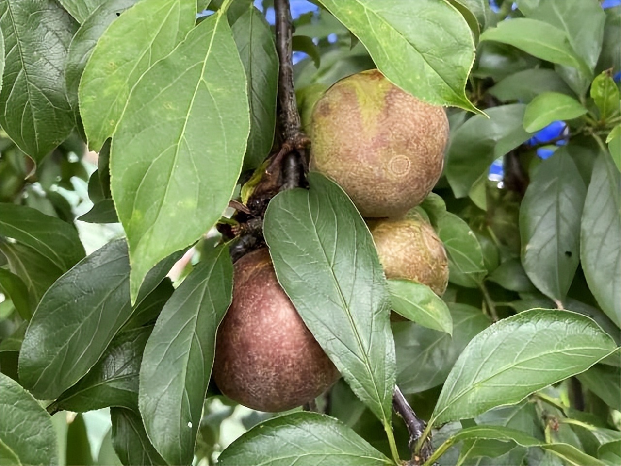 肇庆土特产农产品,肇庆最好的农业产业