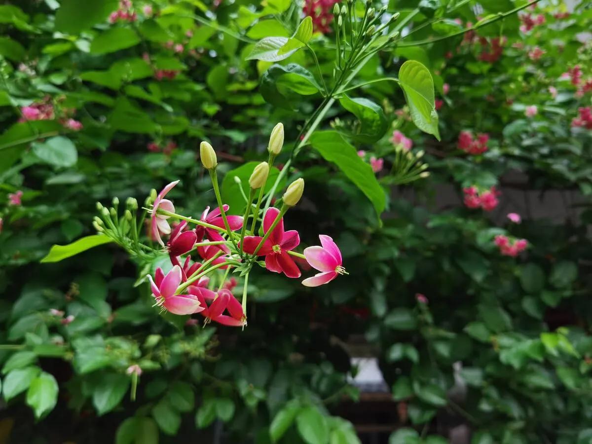 中药使君子,中药使君子图片大全