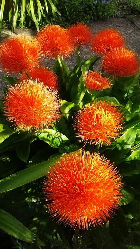 欣赏五颜六色的鲜花,五颜六色的鲜花太漂亮