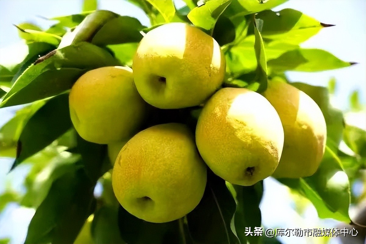 优质源头农产品新疆库尔勒香梨,库尔勒香梨亩效益
