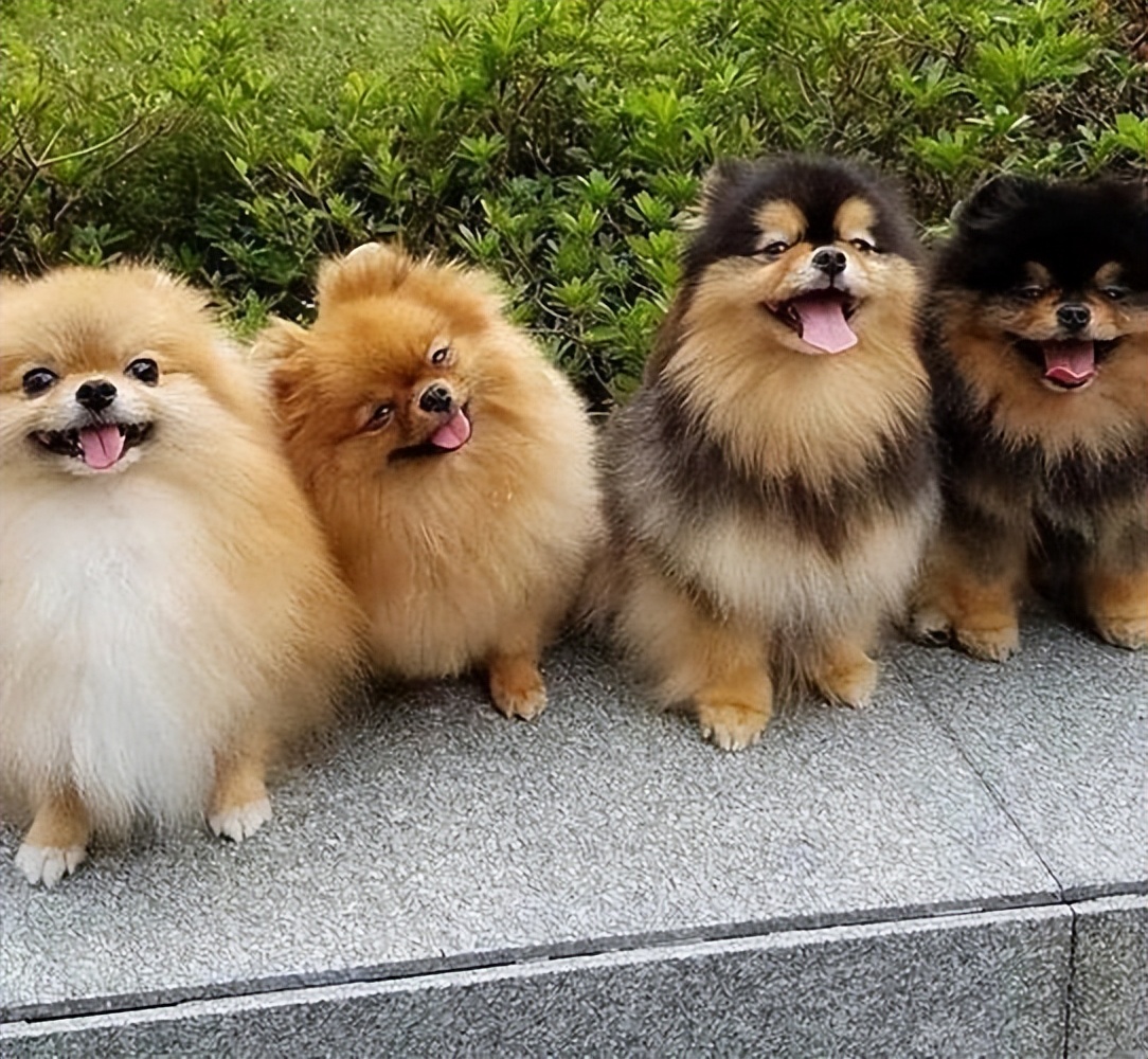 为什么许多人不喜欢养博美犬,博美犬的优点和缺点