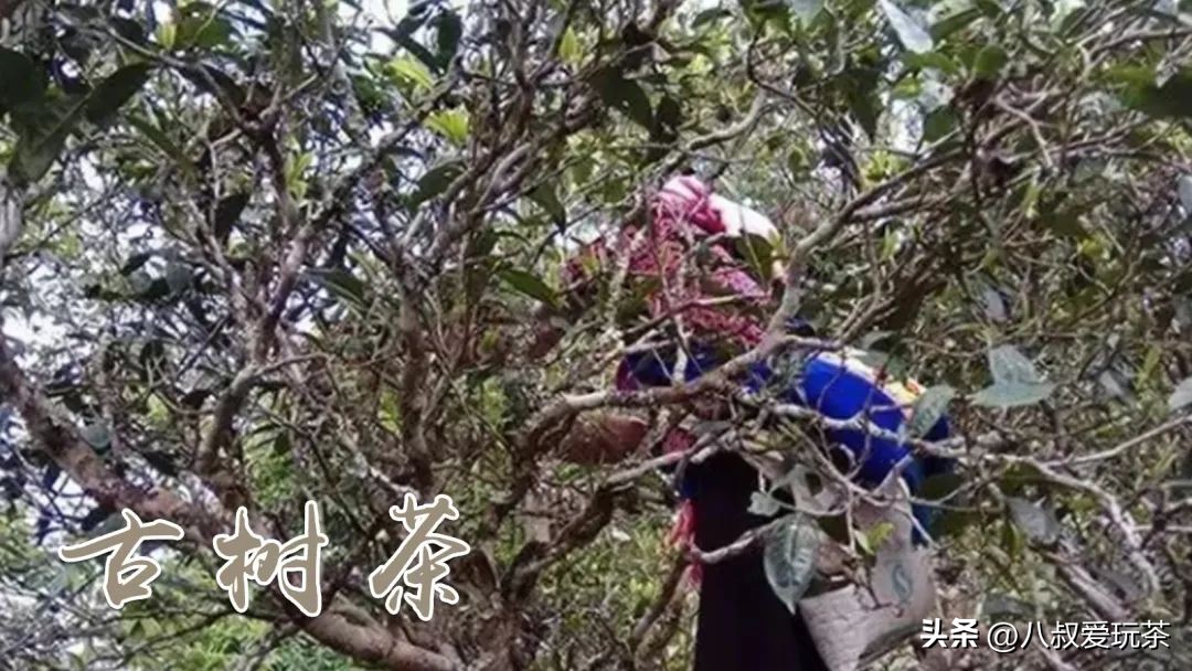 购买普洱茶避坑指南,漫谈普洱茶购买时需要坚守的原则