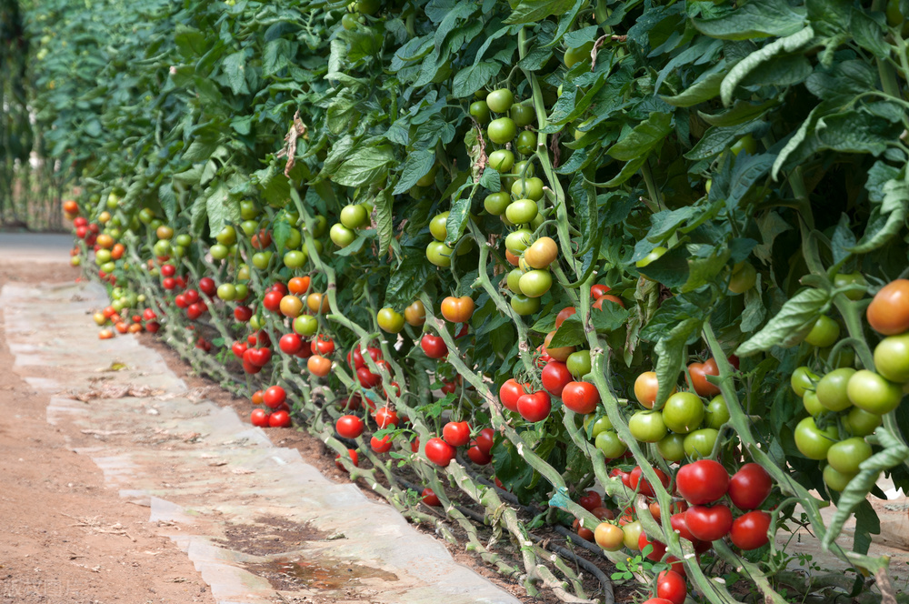 西红柿花脱落凸起是怎么回事,西红柿花谢了是咋回事