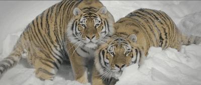 为什么野猪比老虎可怕,一猪二熊三老虎猎人