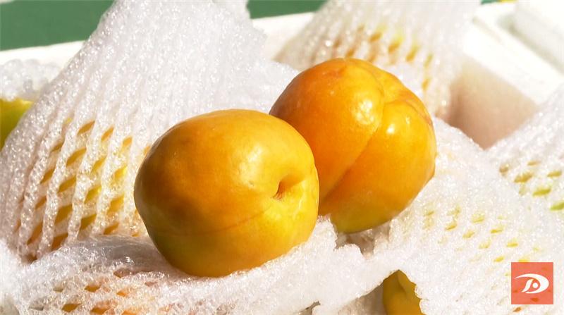 敦煌特产敦煌李广杏成熟上市,敦煌李广杏和其它李广杏的区别